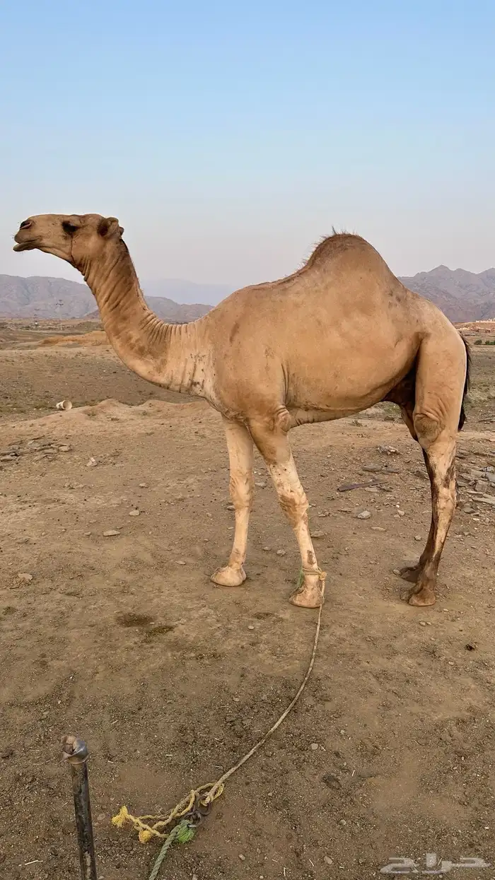 فحل  أركي عمره ثلاث سنوات 2