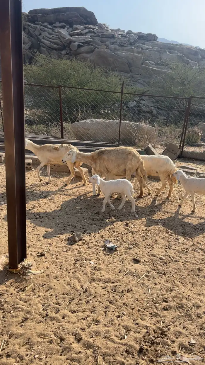 ضأن امهات ولد 3 تحتها 3 2