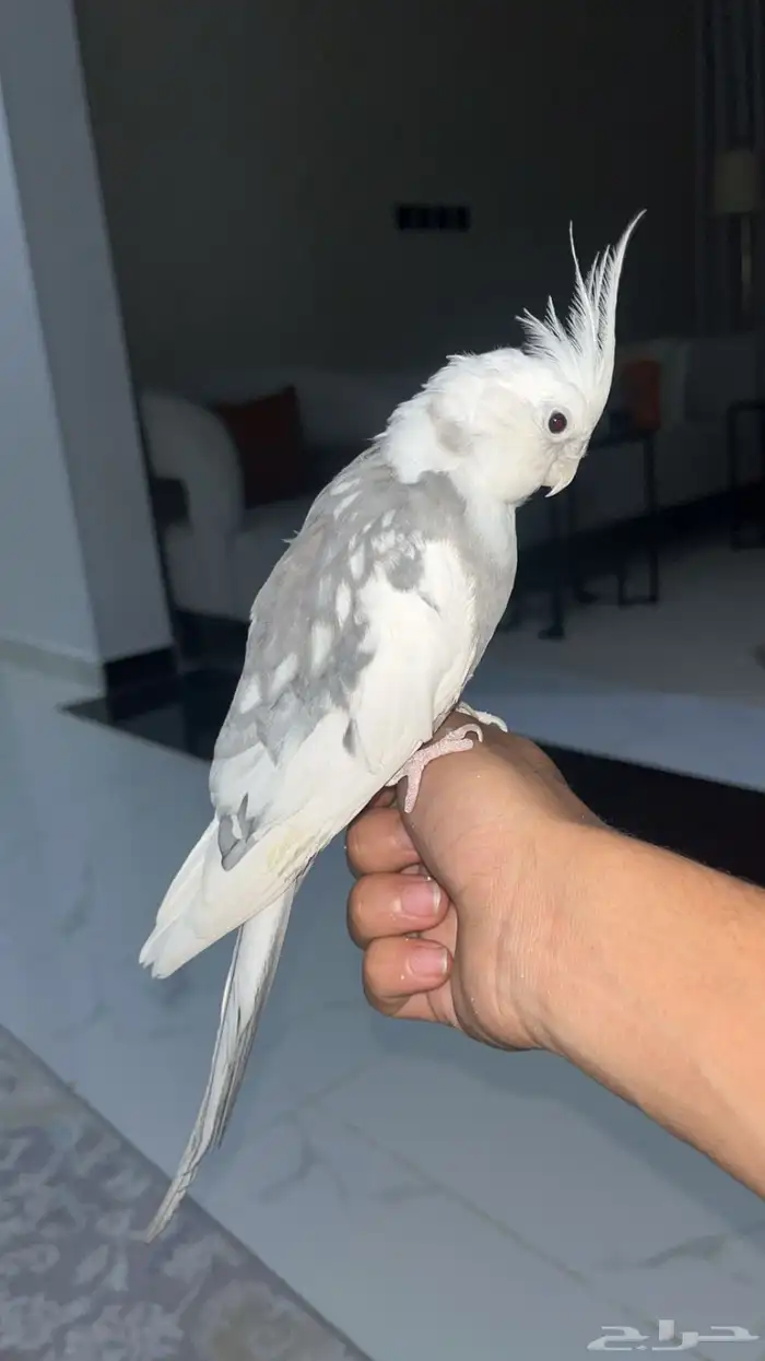 كروان هولندي عيون حمر 2