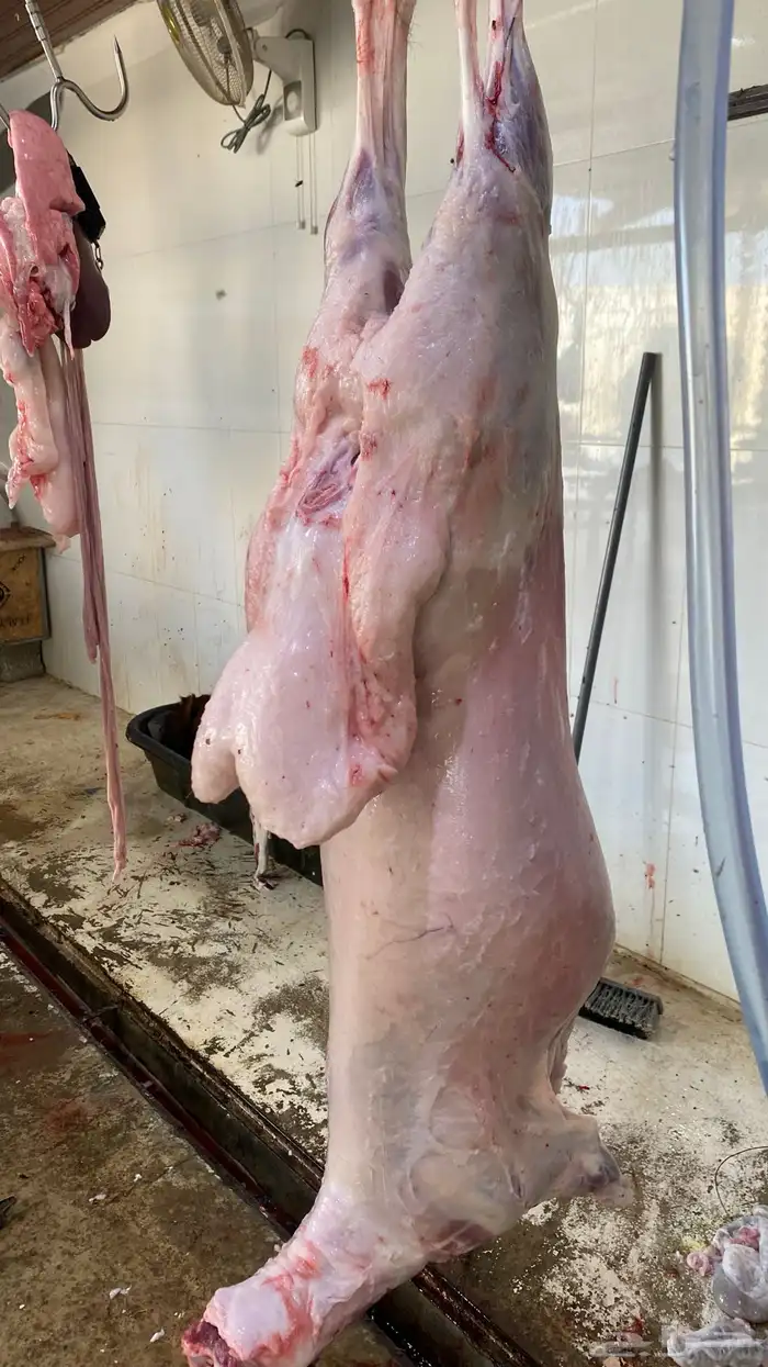 ذبايح طيبة نعيم 18