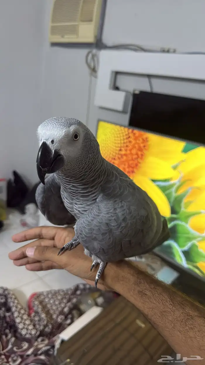 ببغاء كاسكو 2