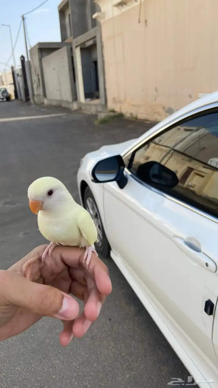 طير روز ضايع 1
