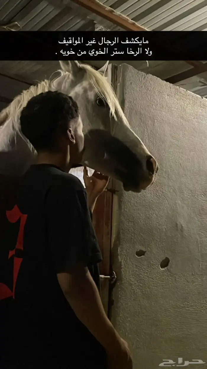 حصان عربي شعبي شيخ 2