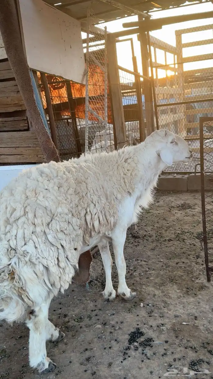 طلي فحل صنف 1