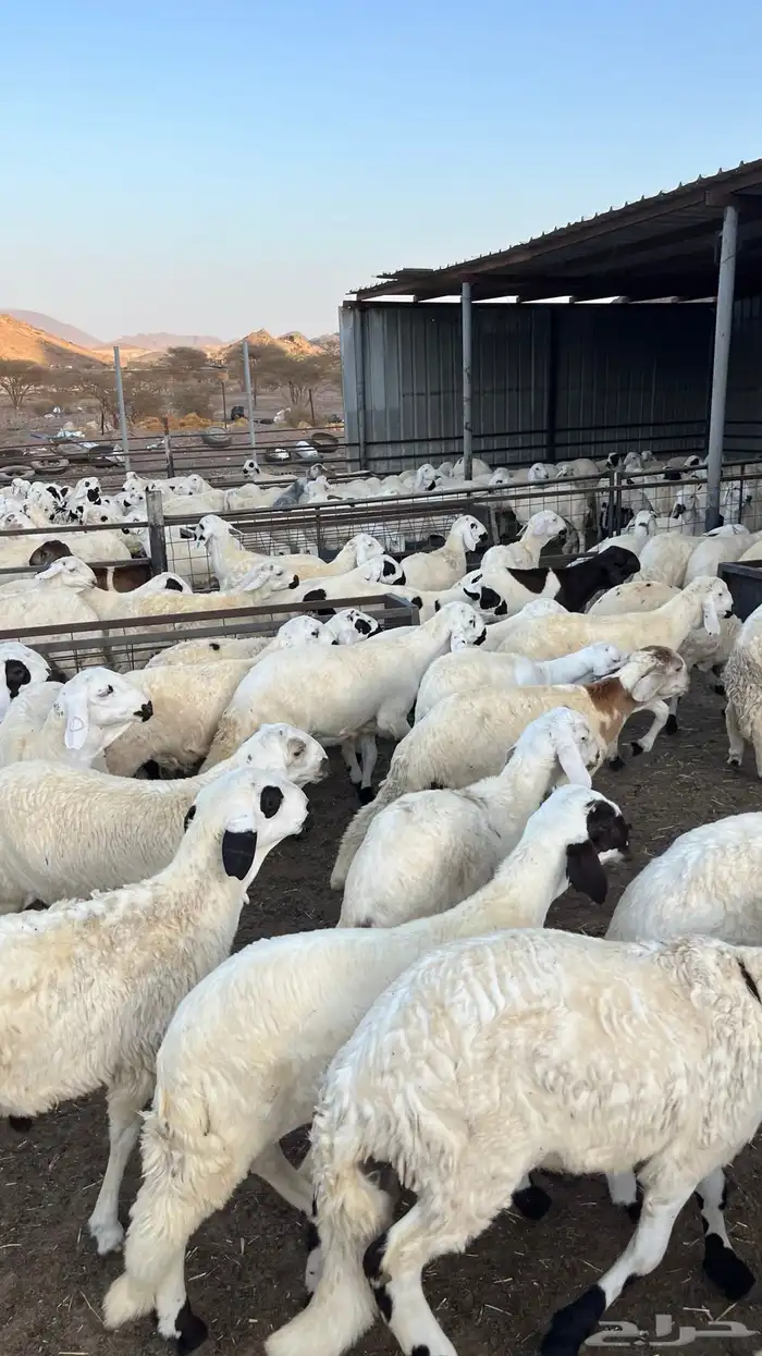 طليان سواكن دمازين مرابى وسط 22