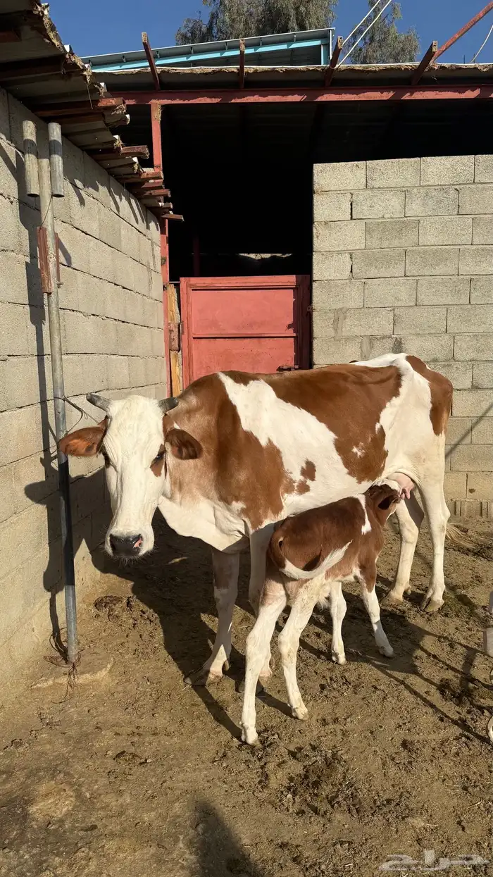 بقره جاموس 0