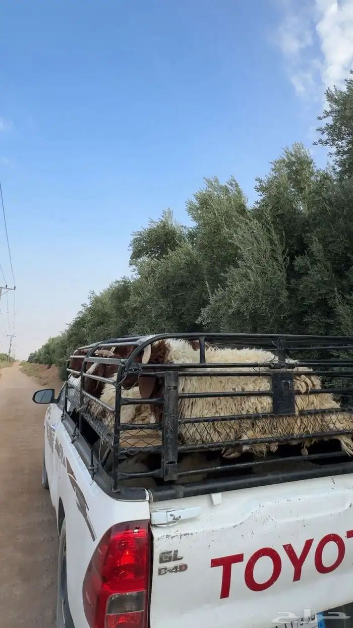 ذبايح 11