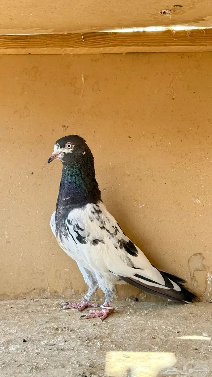 زوجين باكستاني 7
