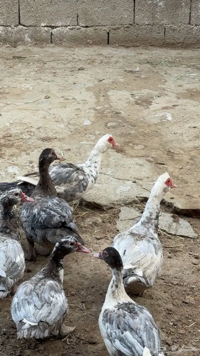 بط رصاصي للبيع 0