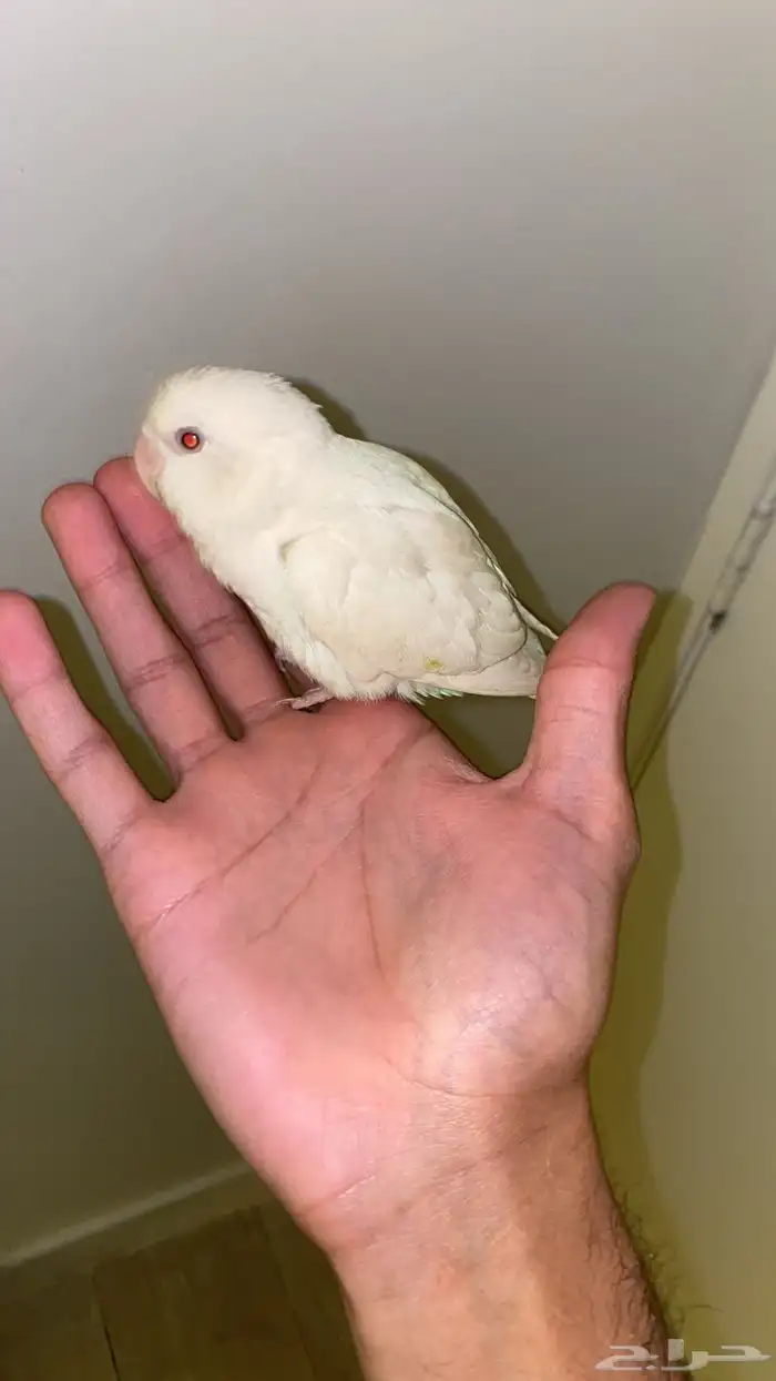 ببغاء روز اعمارهم 3-4 شهور 2