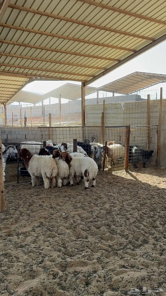 خرفان نعيم 1