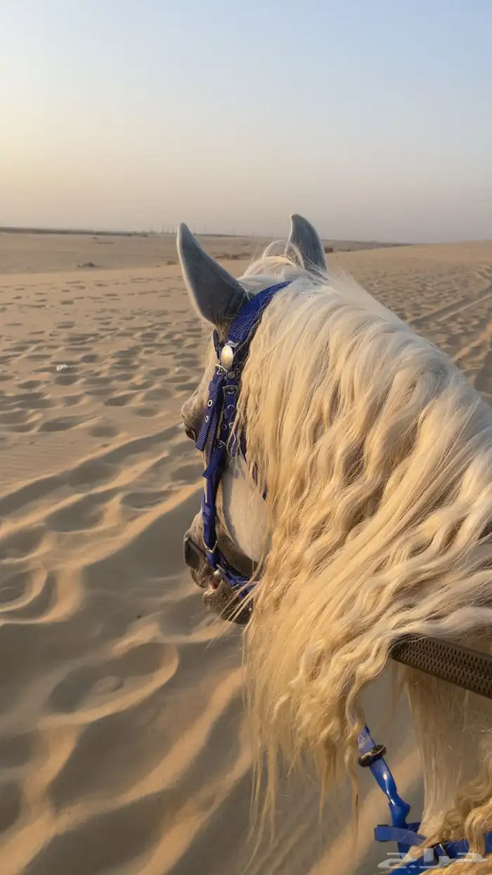 حصان شعبي 3