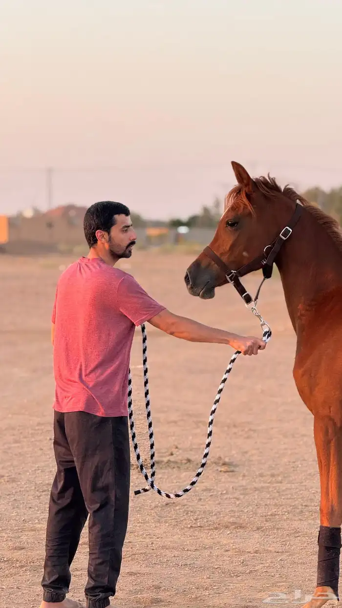 مهرة واهو دماء جمال 2