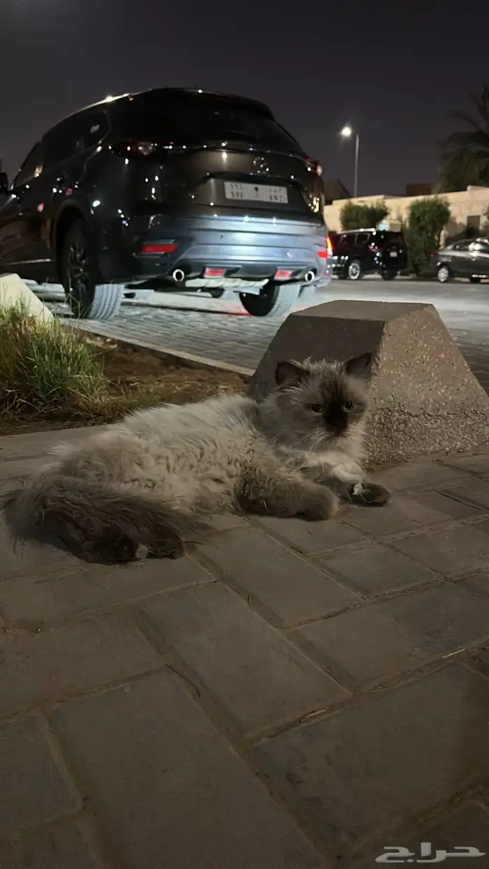 قط مفقود بالمحمديه 1