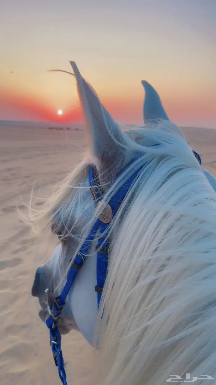 حصان شعبي 5