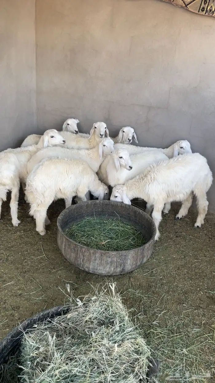 طليان 0