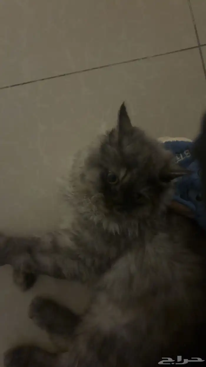 قط للتبني 2