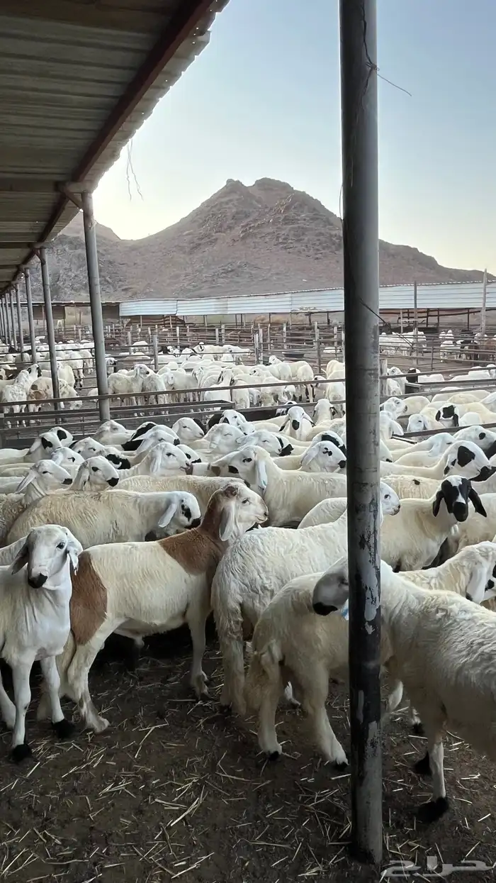طليان سواكن دمازين مرابى وسط 1