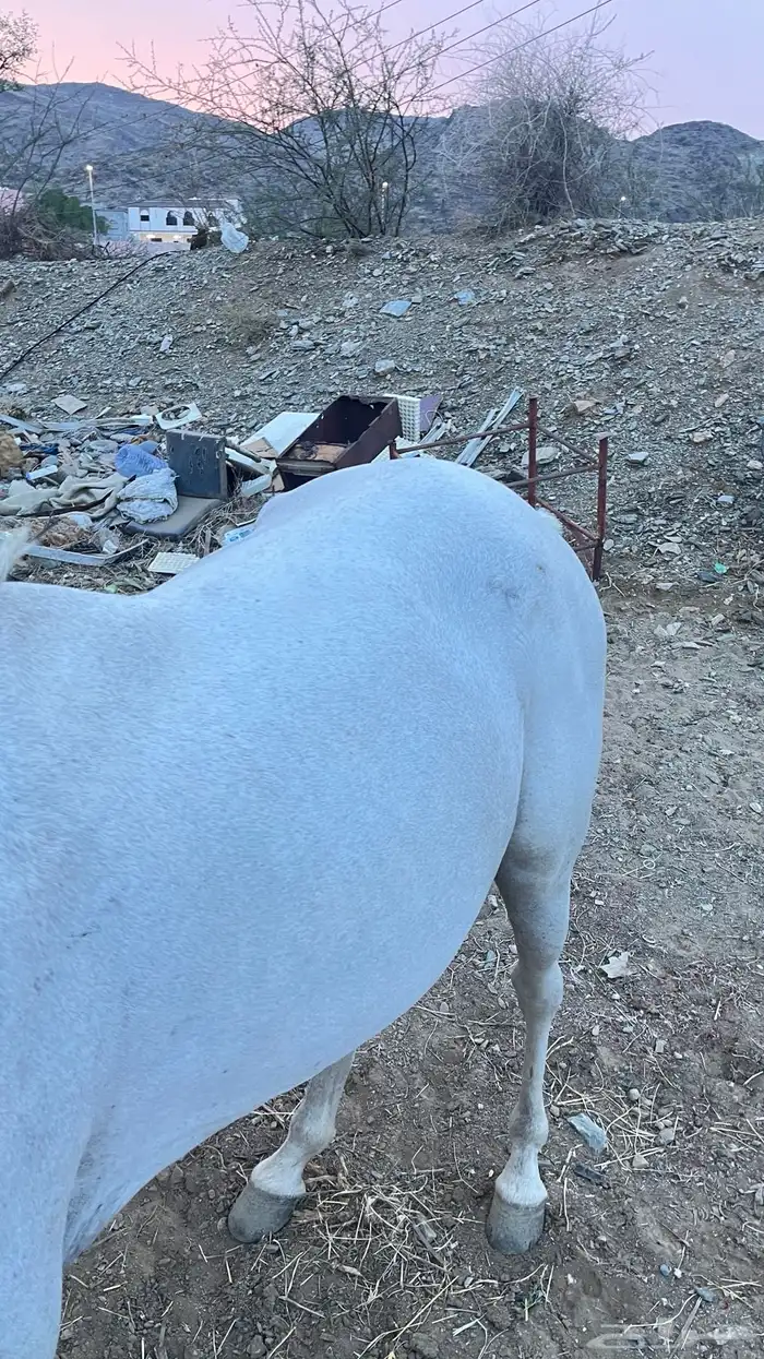 حصان شعبي كفو 4