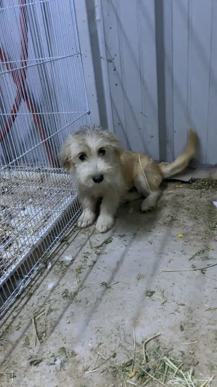 للبيع كلبه 1