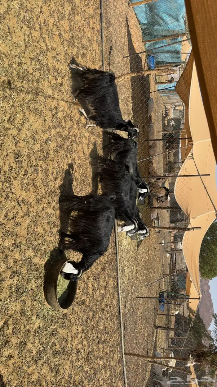 معزى دفيع فحص سونار 3