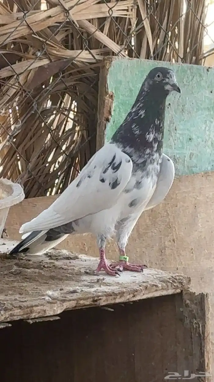 تيدي 0