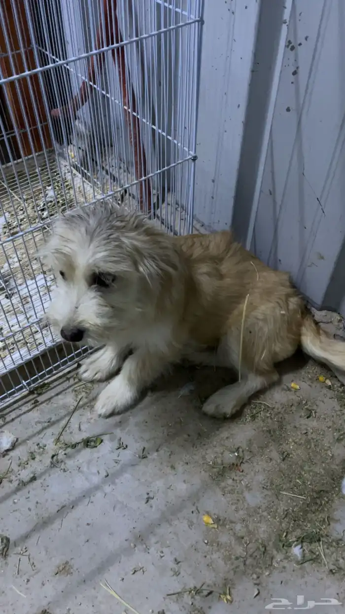 للبيع كلبه 0