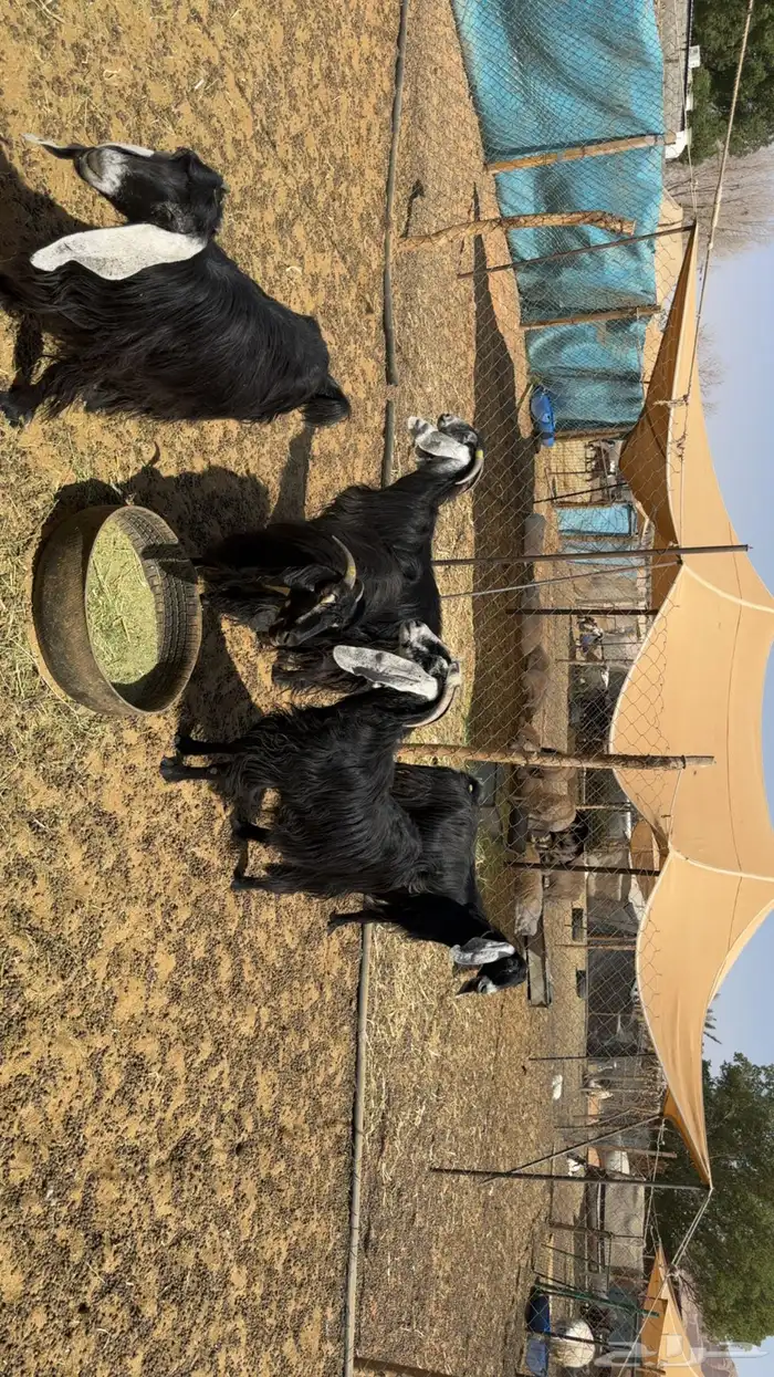 معزى دفيع فحص سونار 1