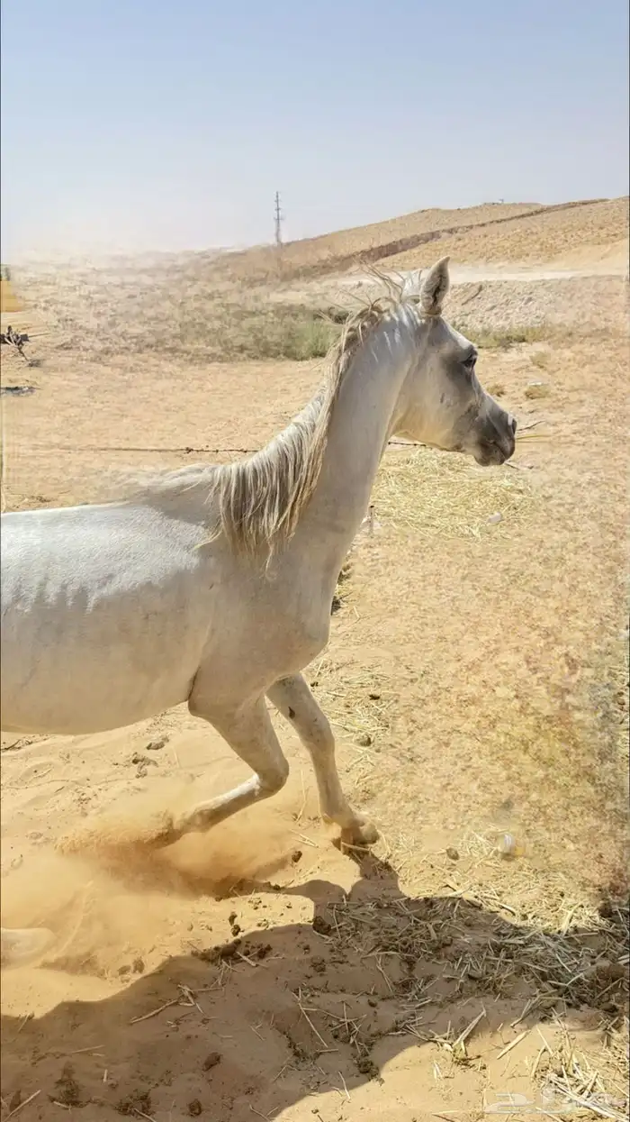 حصاني عربي لللبيع 0