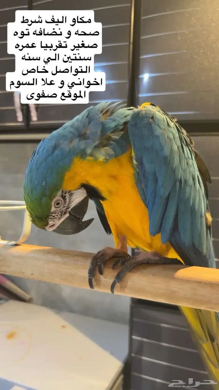 مكاور للبيع 0