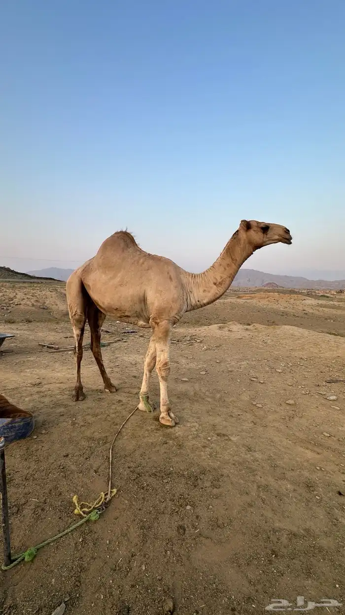 فحل  أركي عمره ثلاث سنوات 4