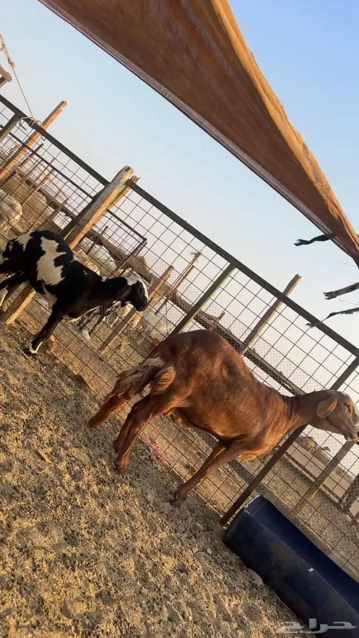 سواكنيه صنف تحتها رخل صنف 4