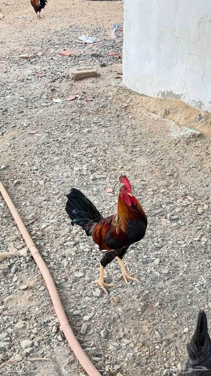 ديك عربي اصيل 19