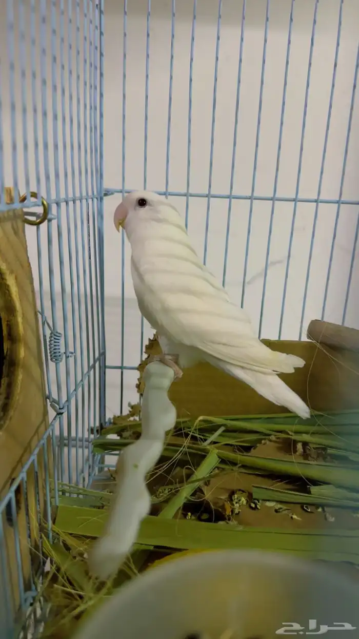 زوج روز منتج مع بيضه 0