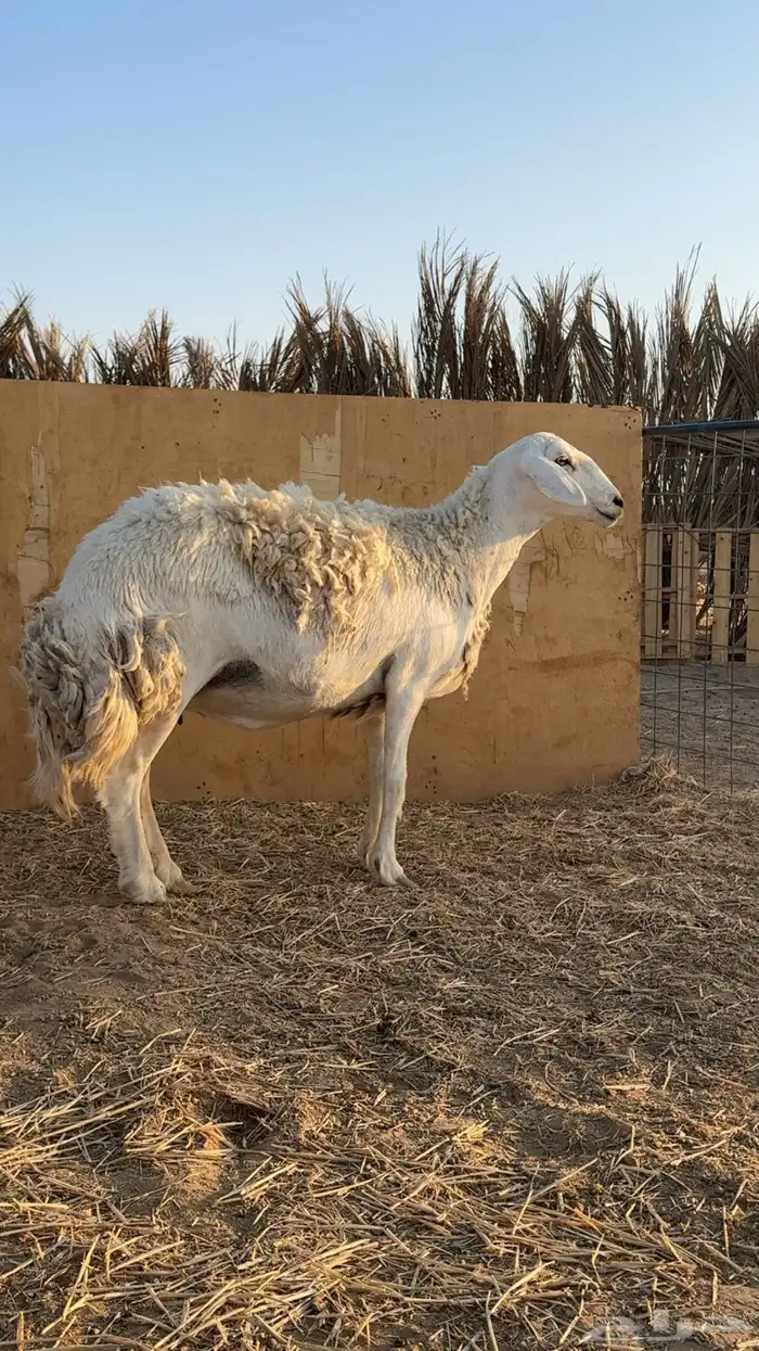 شياه حريات حرش تم البيع 1