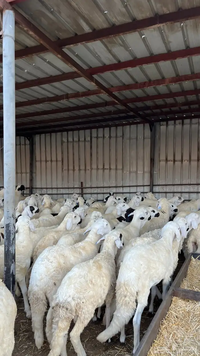 طليان سواكن دمازين مرابى وسط 17