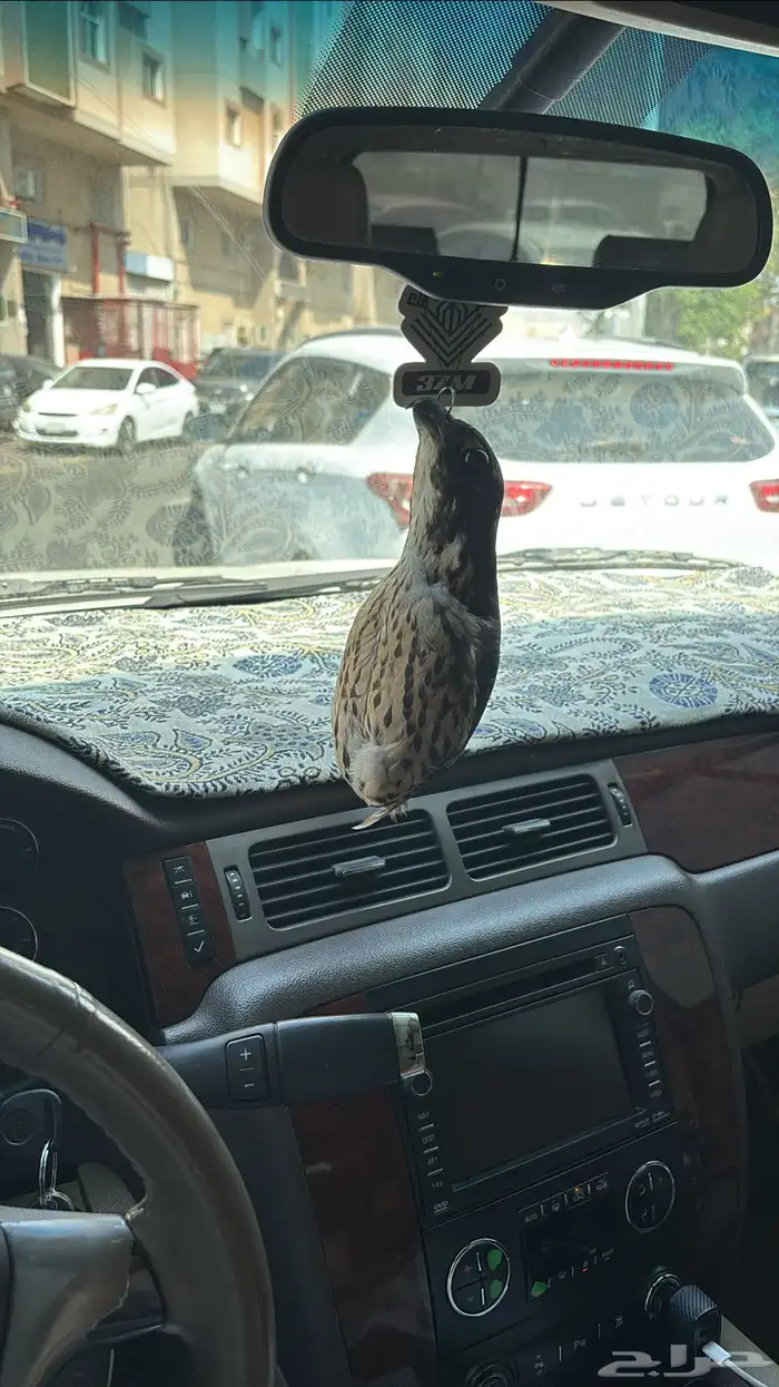 صقر محنط 2
