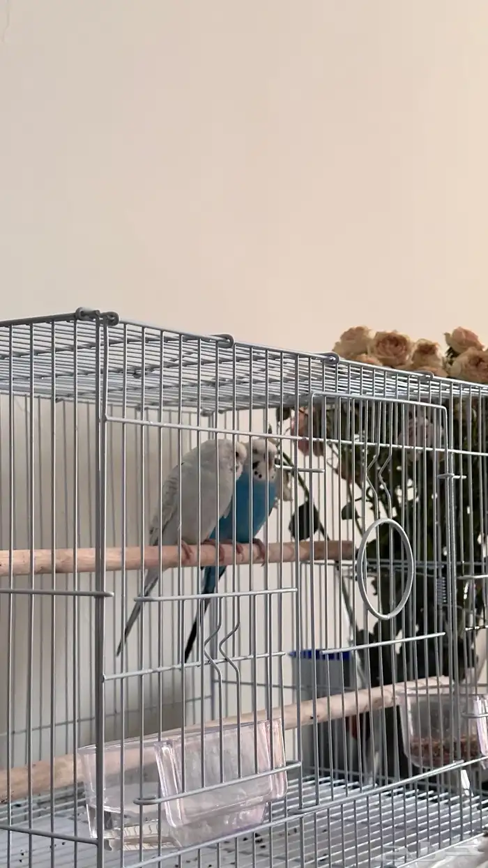 طيور بادجي 1