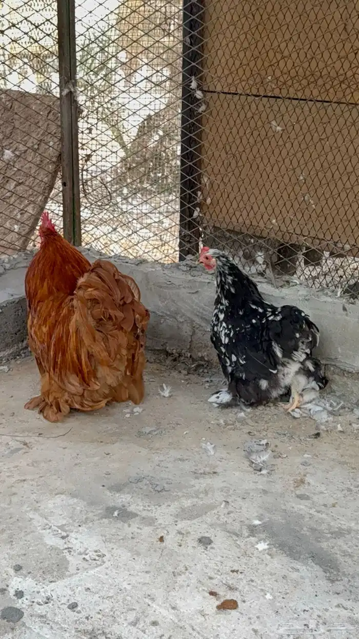 دجاج كوشن 2