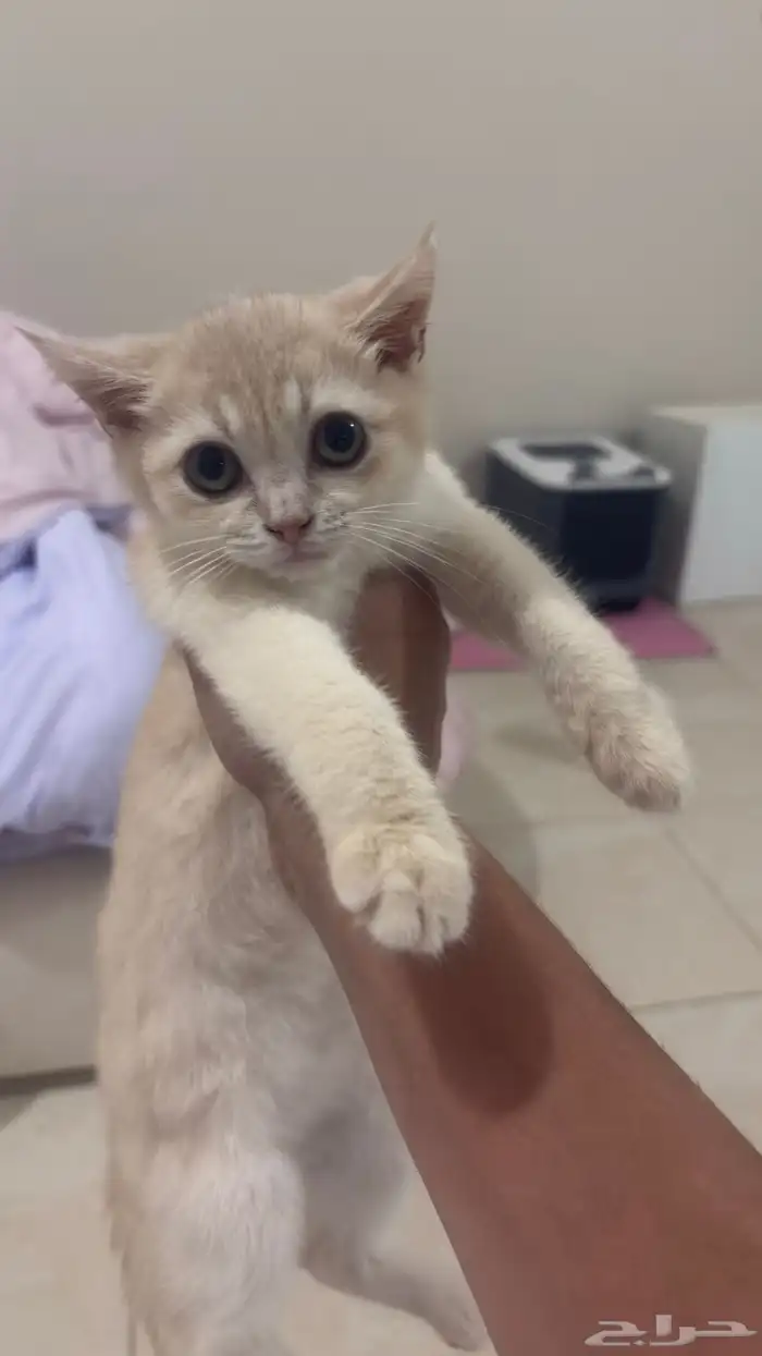 بسه 1