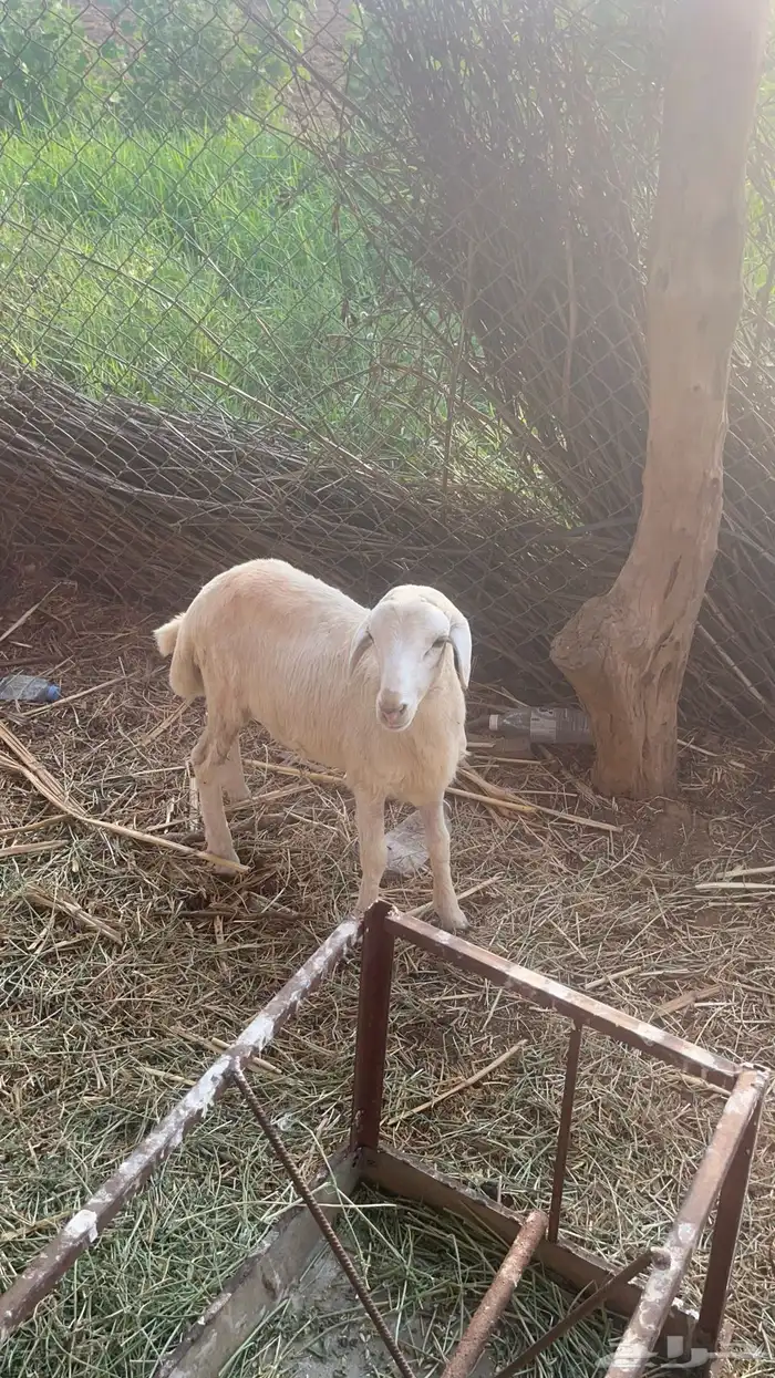 فرير هجين حري 3