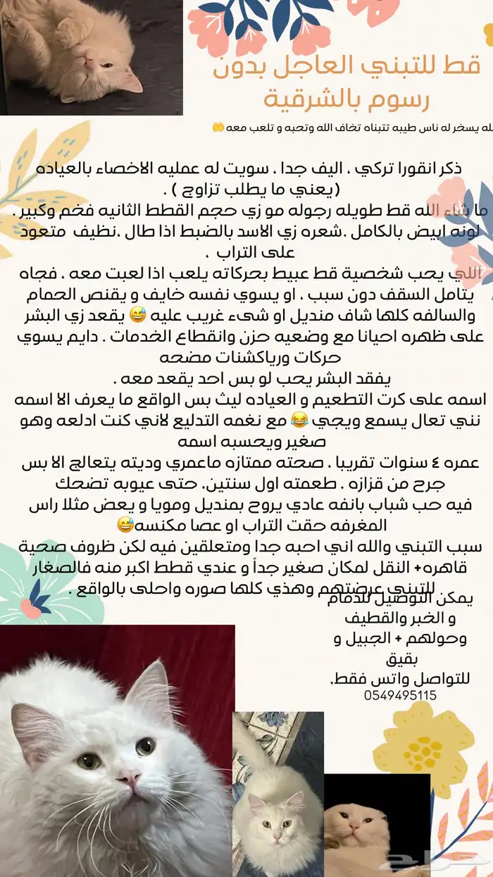 قط تركي انقورا   تبني بدون مقابل مالي 0