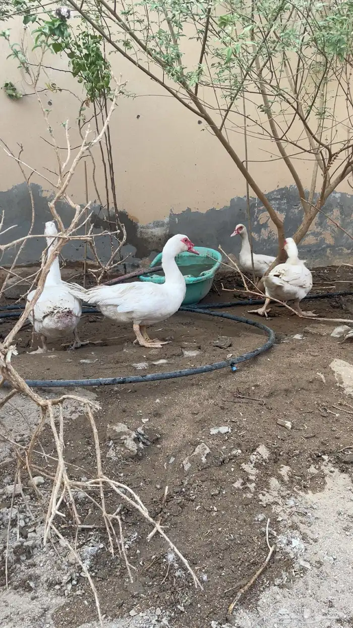 بط مسكوفي بياض وحاضن 1