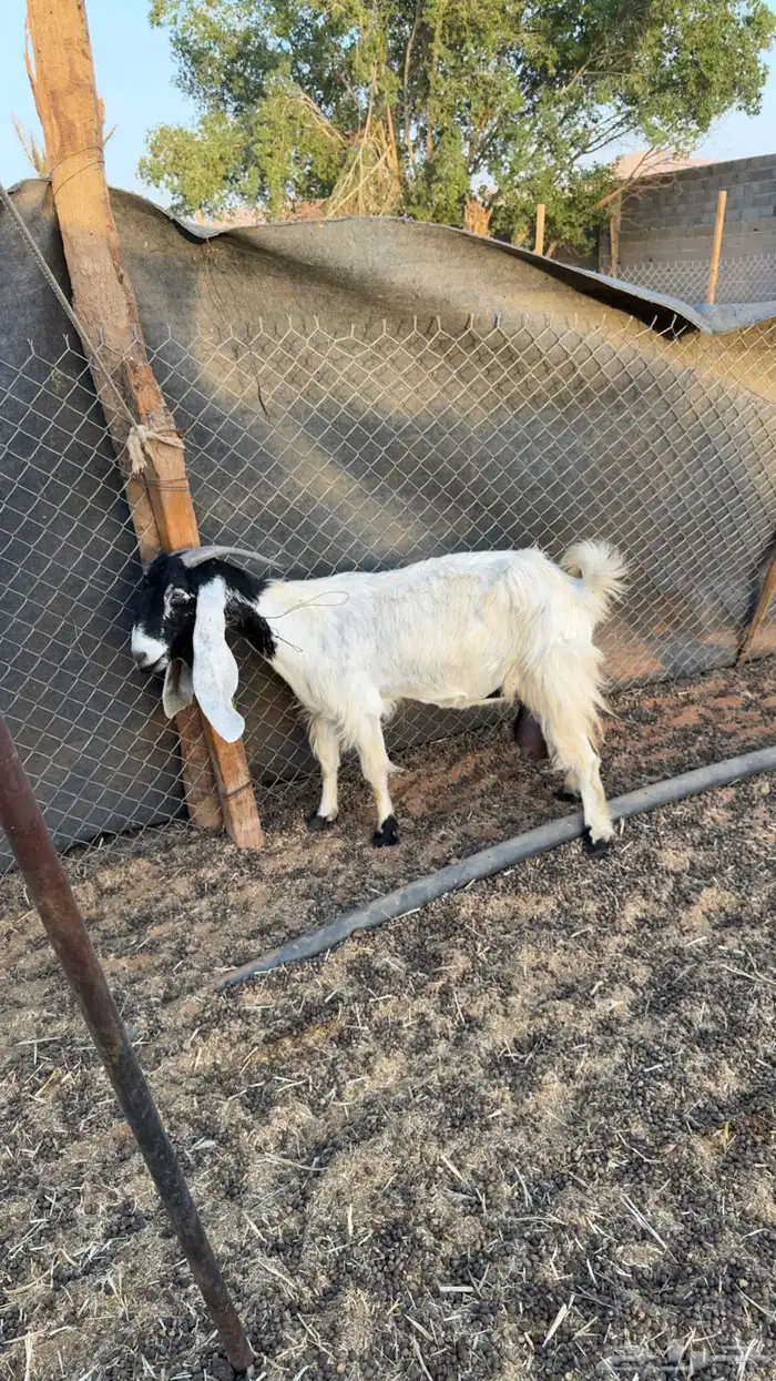 عنز حليب وافر 0