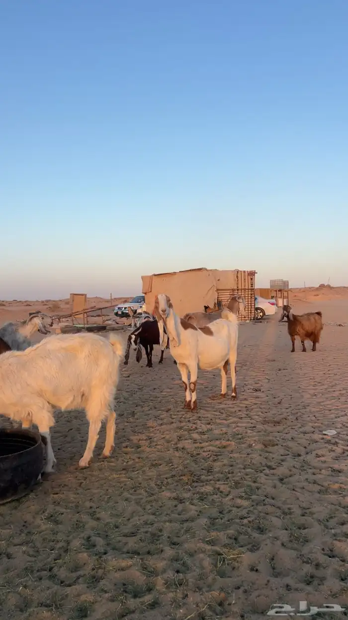 معزاء مشاريك دفيع صنف 6