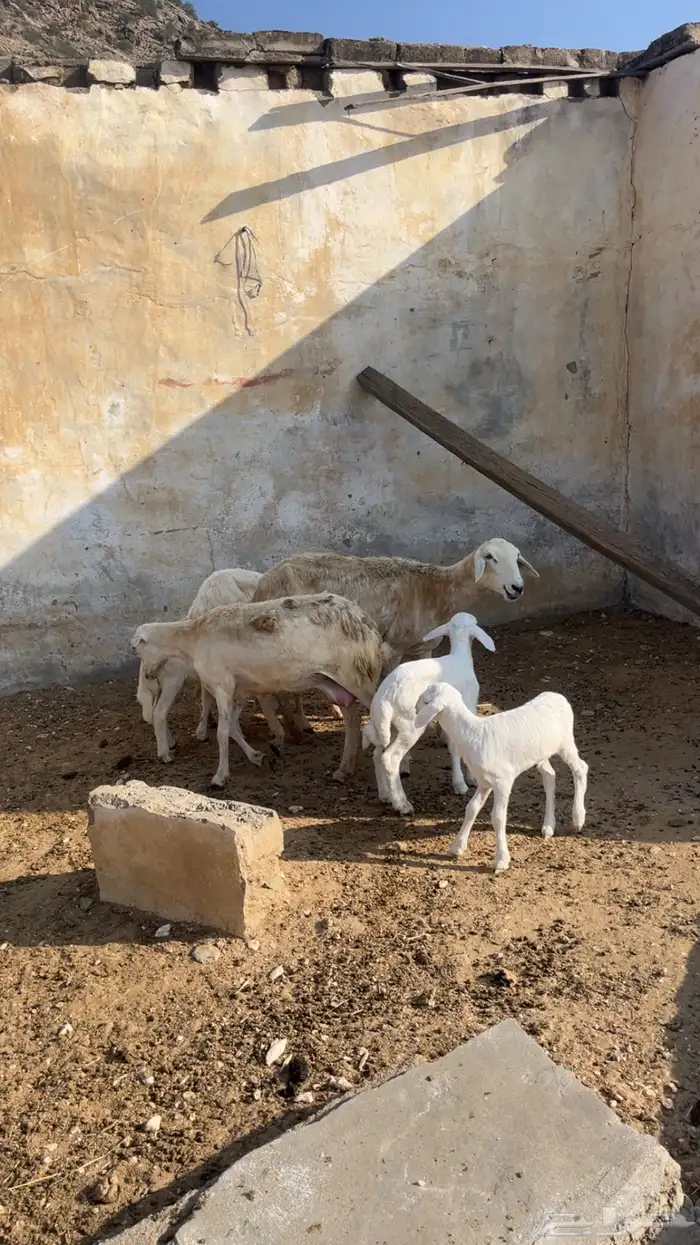 ضأن امهات ولد 3 تحتها 3 0