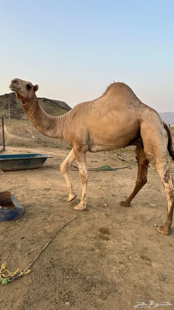 فحل  أركي عمره ثلاث سنوات 3