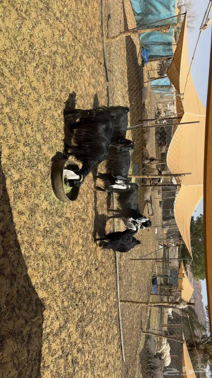 معزى دفيع فحص سونار 4