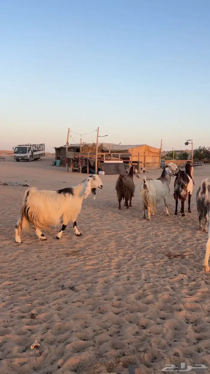 معزاء مشاريك دفيع صنف 2