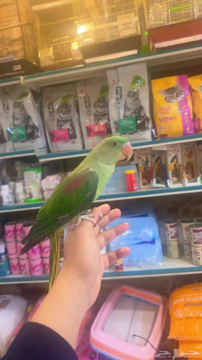 ذكر دره نيبالي 0